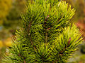 Pinus mugo Schweitzer Tourist IMG_1808 Sosna kosodrzewina
